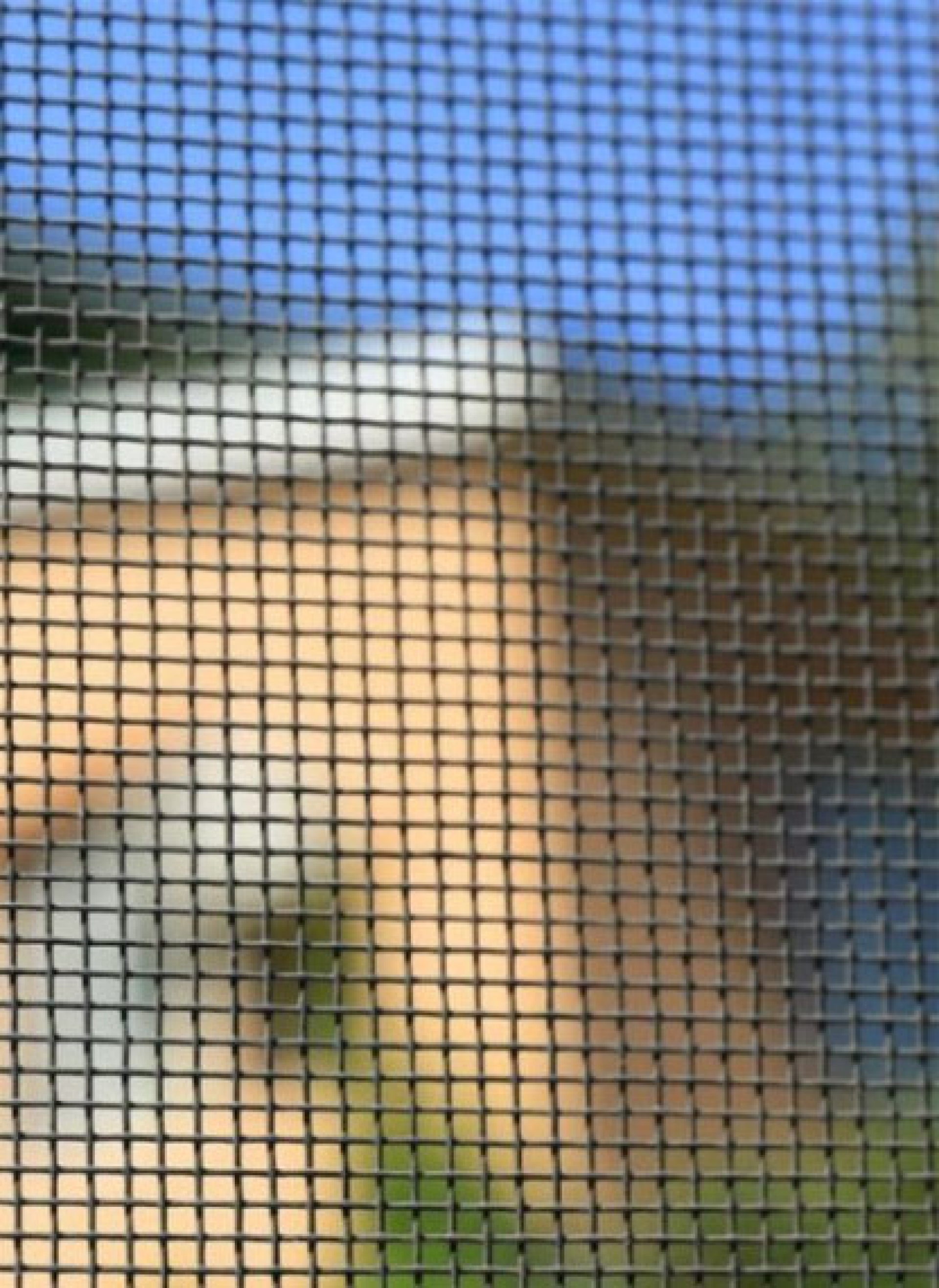 Myggnät - Rullmyggnät